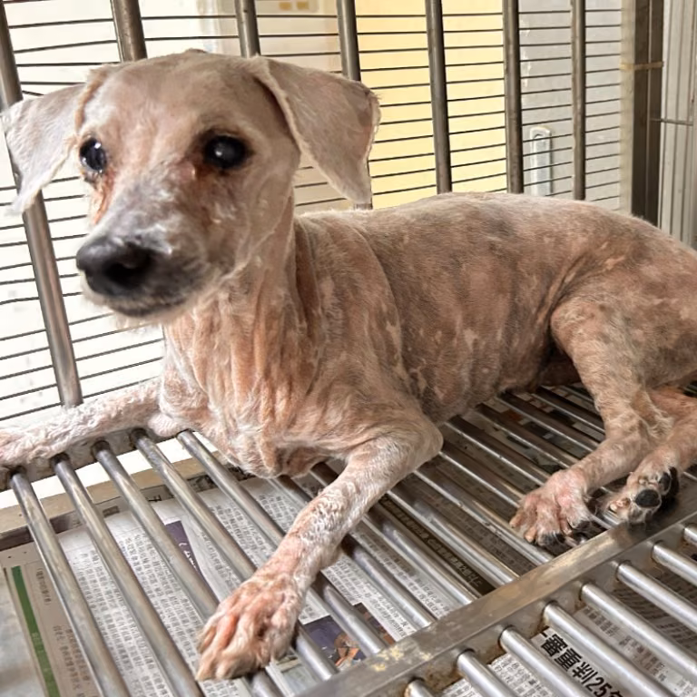 poodle (Lalaki, Matanda na, puti), Maliit, blg. ng shelter …21W8