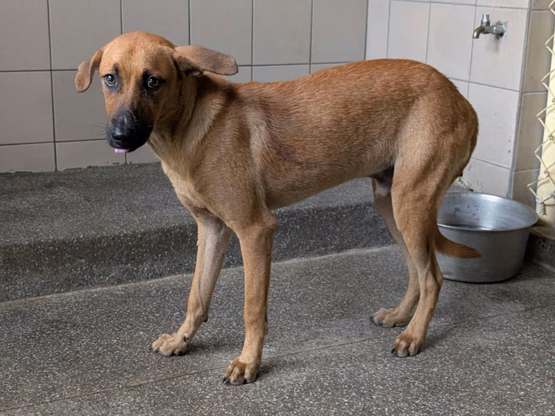 Tan adult male mixed-breed dog, Large, shelter no. …2102