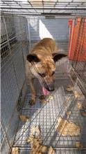 Tan adult female mixed-breed dog, Medium, shelter no. …8004