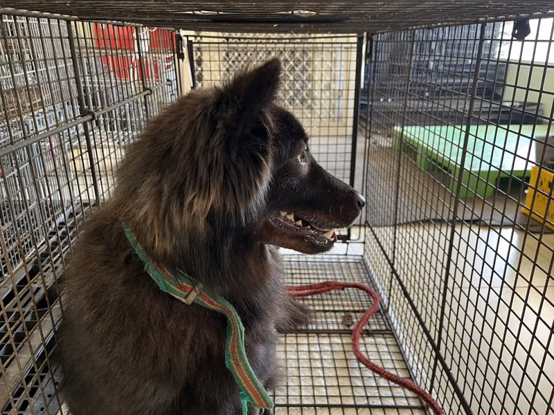 Black adult female mixed-breed dog, Medium, shelter no. …6D01