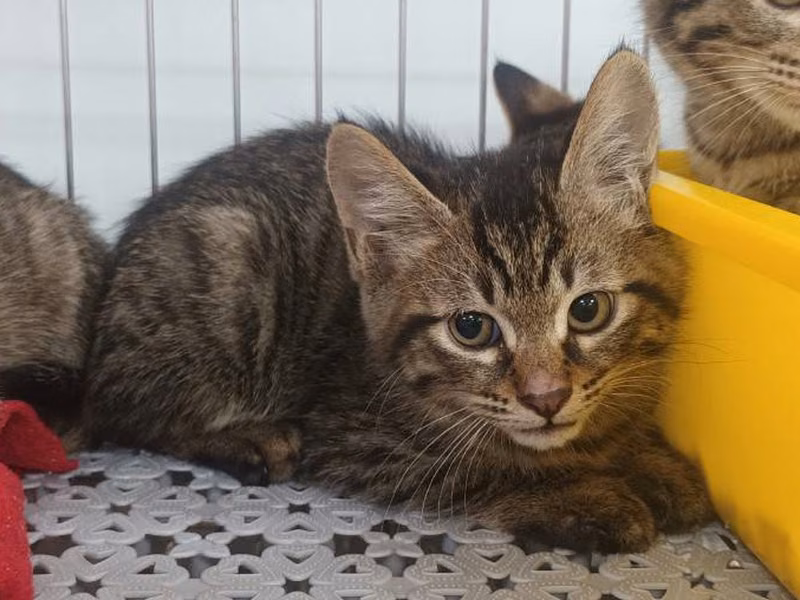 Tabby young male mixed-breed cat, Small, shelter no. …0402