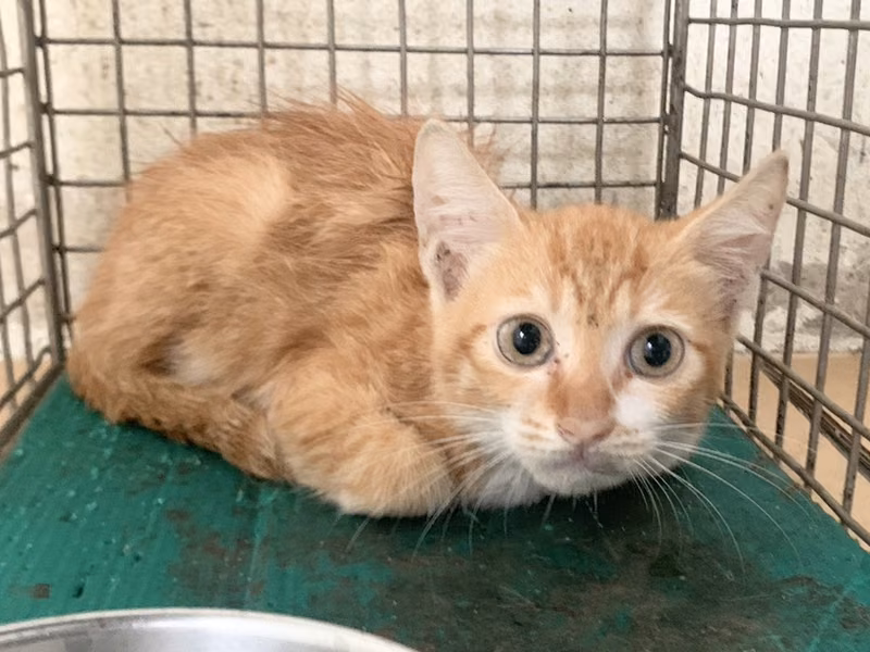 Orange tabby young male mixed-breed cat, Small, shelter no. …1703