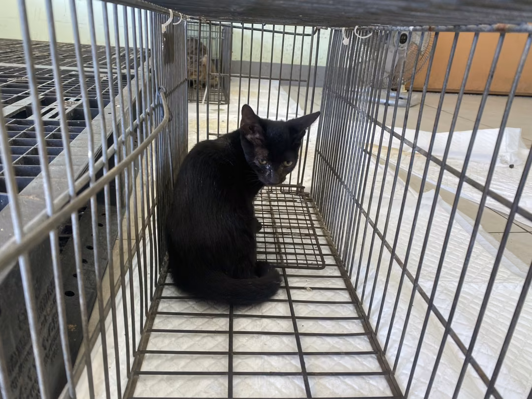 Black young female mixed-breed cat, Small, shelter no. …8C03