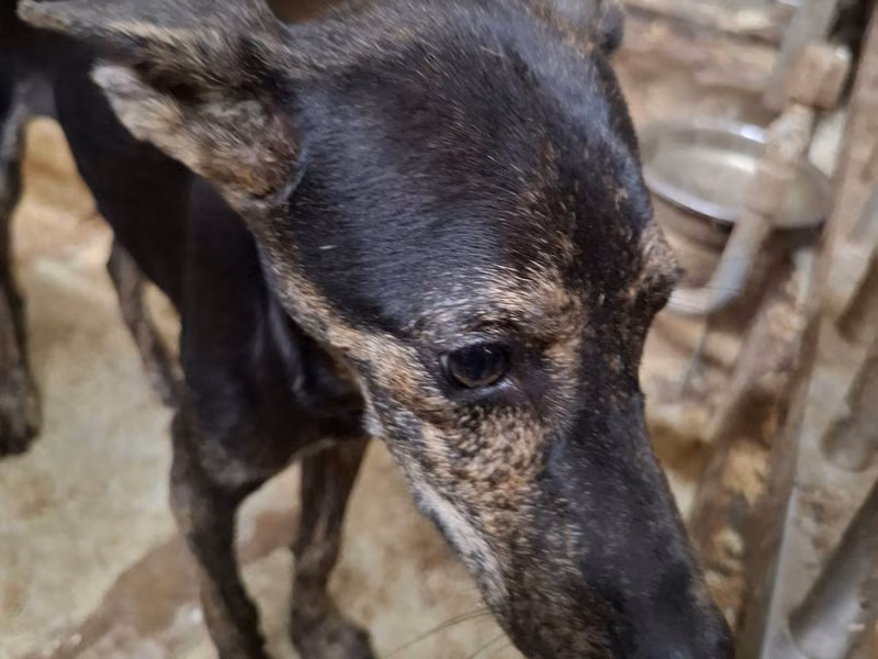 Black-and-tan young female mixed-breed dog, Small, shelter no. …1-03