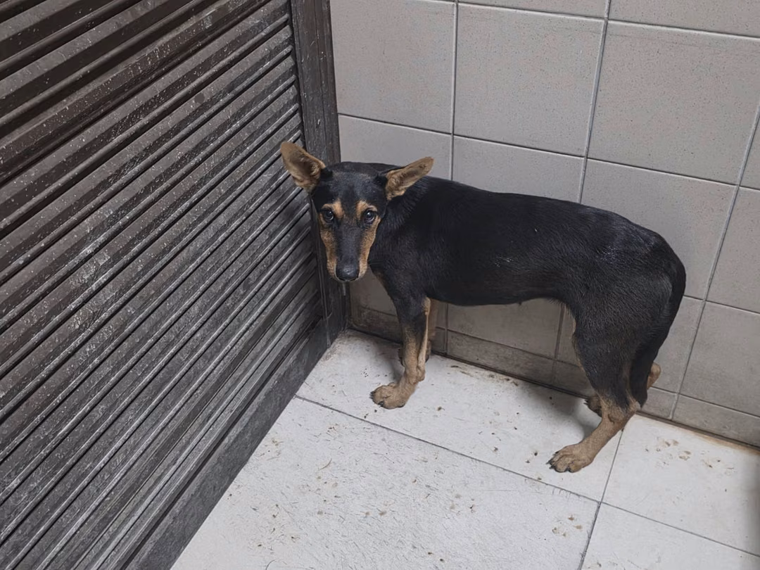 Black young female mixed-breed dog, Small, shelter no. …8001