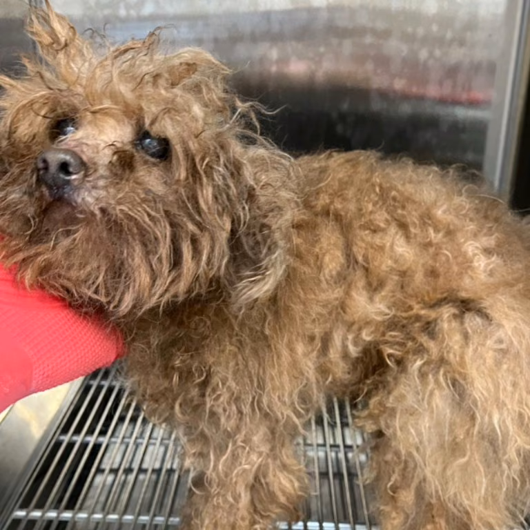 Tan adult male poodle, Small, shelter no. …4002
