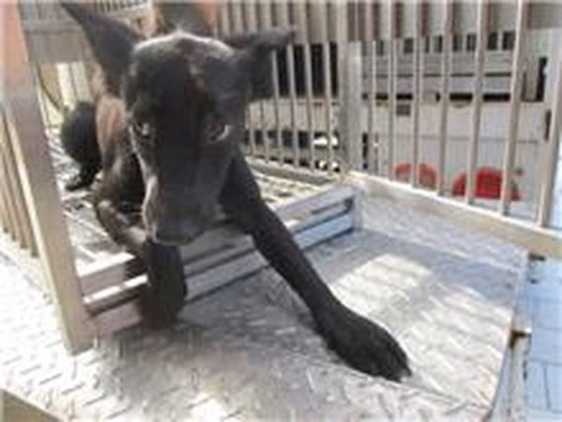 Black female mixed-breed dog, Medium, shelter no. …0011