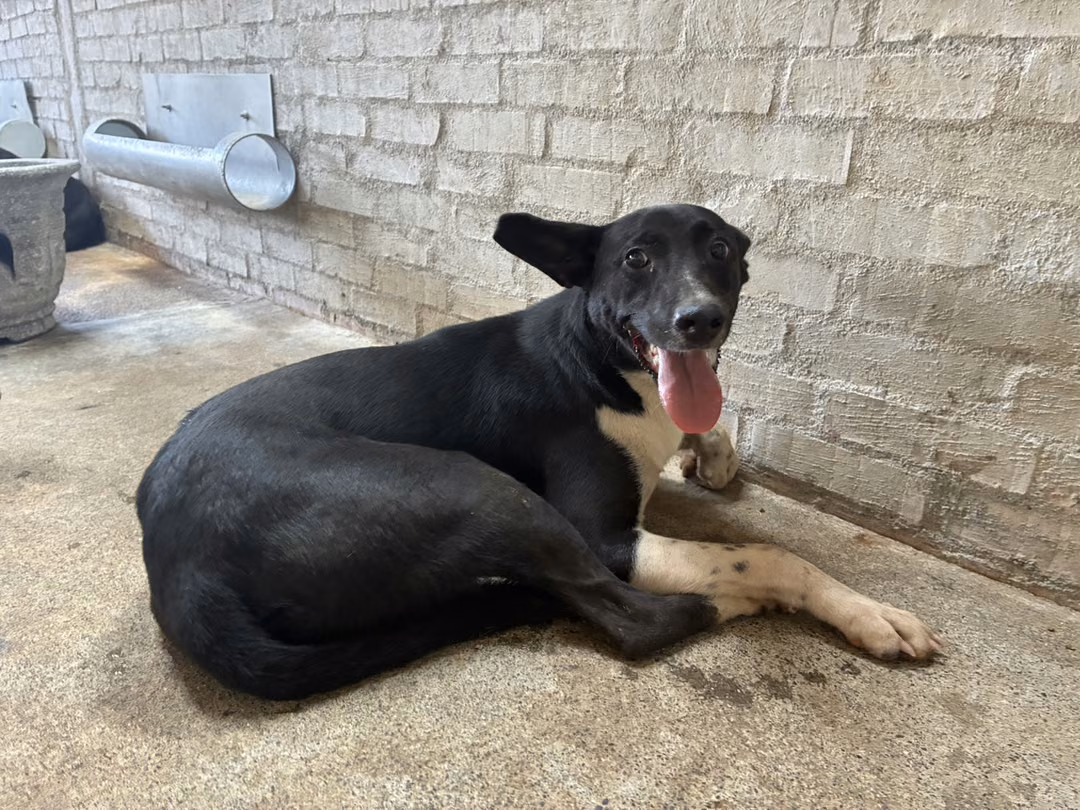 Black-and-white adult female mixed-breed dog, Medium, shelter no. …8004