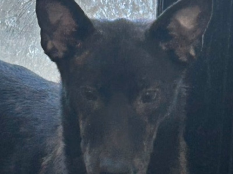 Tabby adult male mixed-breed dog, Medium, shelter no. …7035