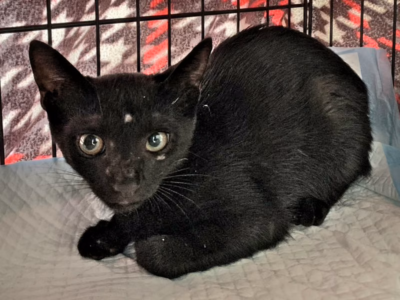 Black young female mixed-breed cat, Small, shelter no. …0108