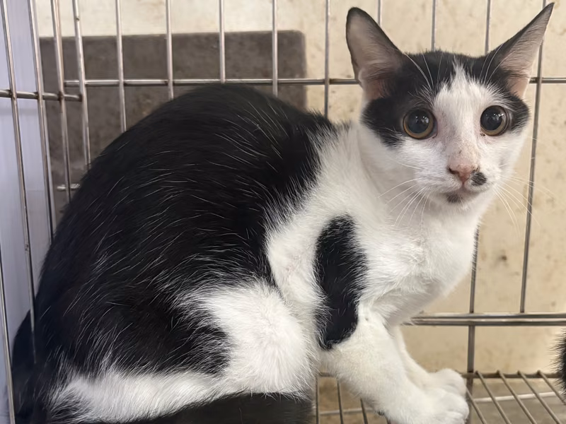 Black-and-white young female mixed-breed cat, Medium, shelter no. …5002