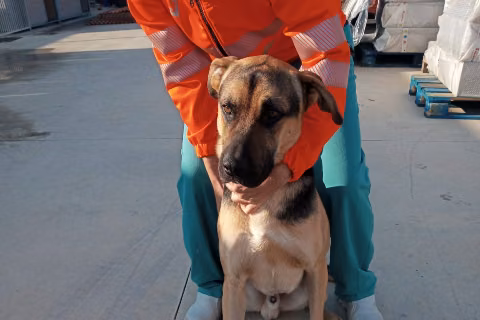 Fluky, Adult · Male · Medium · Mixed breed