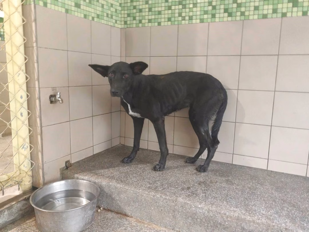 Black adult female mixed-breed dog, Large, shelter no. …2110