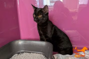 Black young male European Shorthair, shelter no. …4189