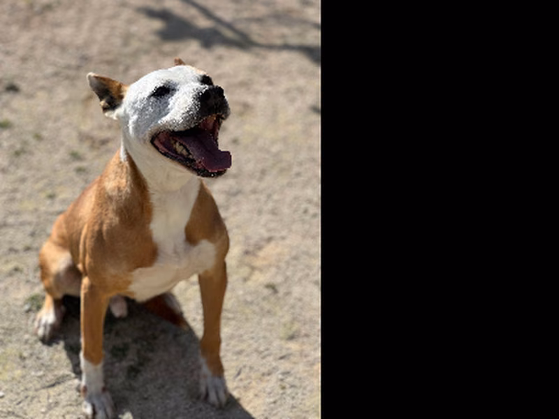 Golf, Senior · Male · Medium · Mixed breed