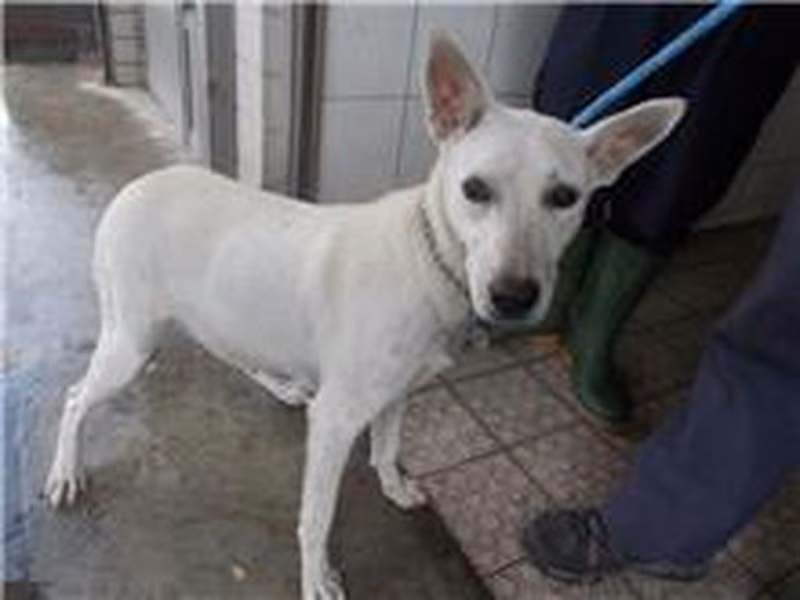 ミックス犬(メス・成犬・白)、中型, 施設番号 …1213