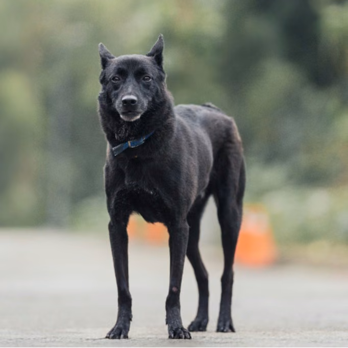 Black adult male mixed-breed dog, Medium, shelter no. …3001