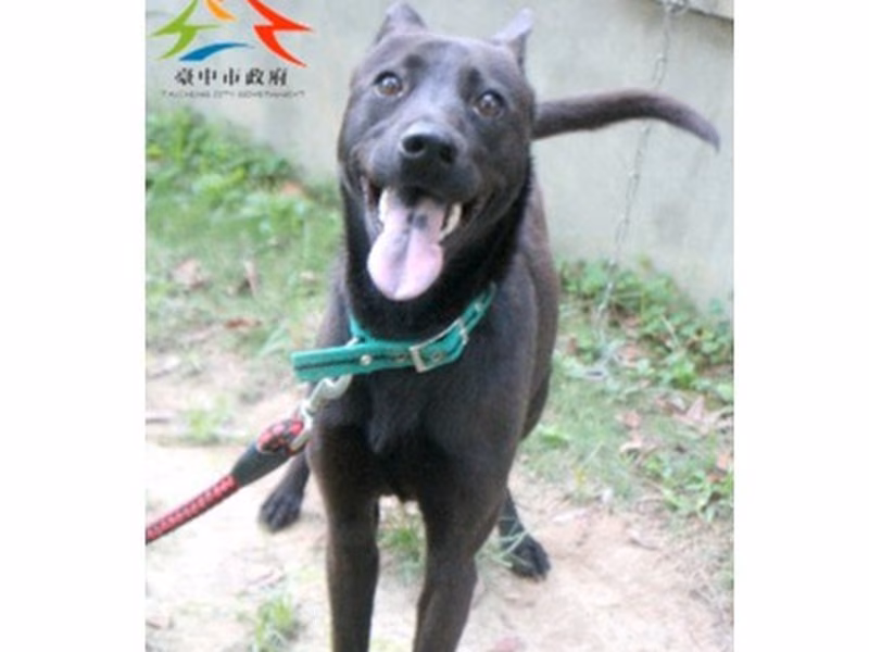 Black adult female mixed-breed dog, Large, shelter no. …6002