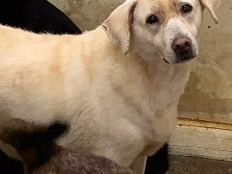 White young female mixed-breed dog, Small, shelter no. …0201