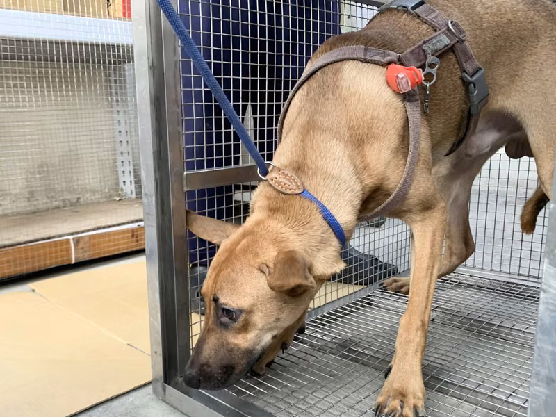 Tan adult male mixed-breed dog, Medium, shelter no. …0105