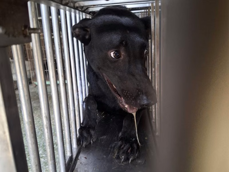 Black adult male mixed-breed dog, Medium, shelter no. …1-05