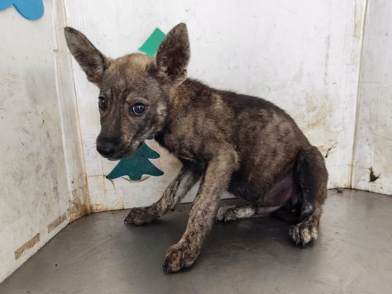 Tabby young male mixed-breed dog, Medium, shelter no. …0517