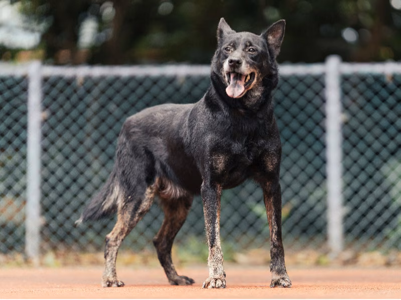 Black adult male mixed-breed dog, Medium, shelter no. …1301