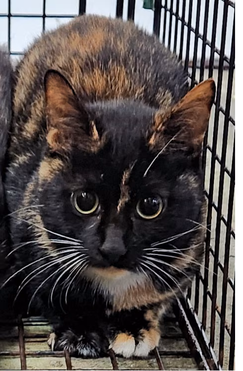 Adult female mixed-breed cat, Medium, shelter no. …2002