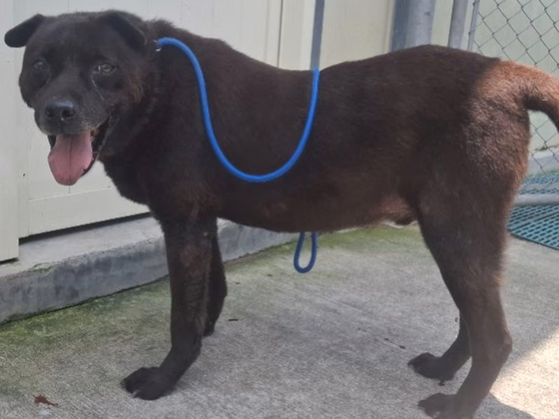 Black adult male mixed-breed dog, Large, shelter no. …1001
