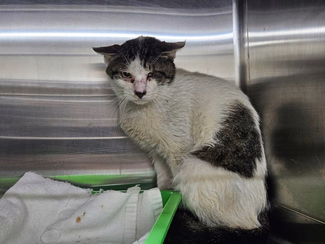 Tabby-and-white adult male mixed-breed cat, Medium, shelter no. …2101
