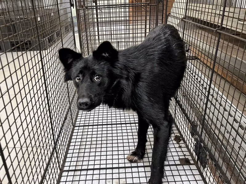Black-and-white adult female mixed-breed dog, Medium, shelter no. …0D01