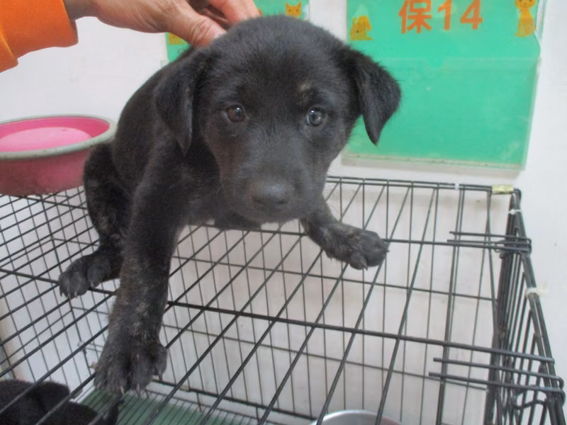 Black young female mixed-breed dog, Small, shelter no. …13-1
