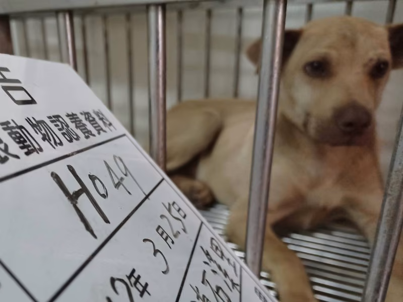 Tan adult male mixed-breed dog, Medium, shelter no. …049D
