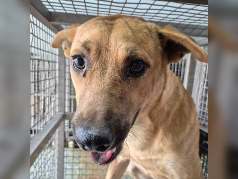 Tan adult male mixed-breed dog, Medium, shelter no. …9-15