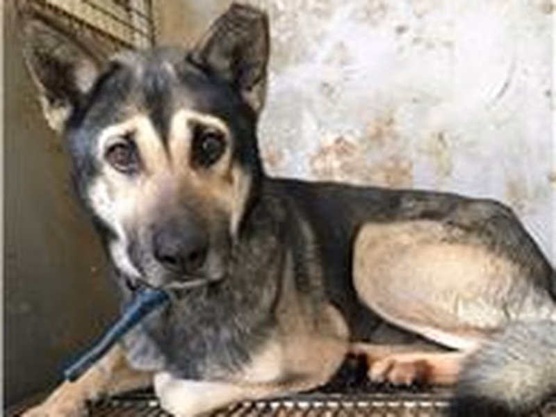Black-and-gray adult male mixed-breed dog, Medium, shelter no. …8003