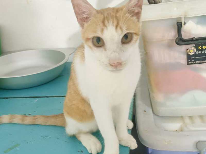Orange-and-white adult male mixed-breed cat, Medium, shelter no. …5001