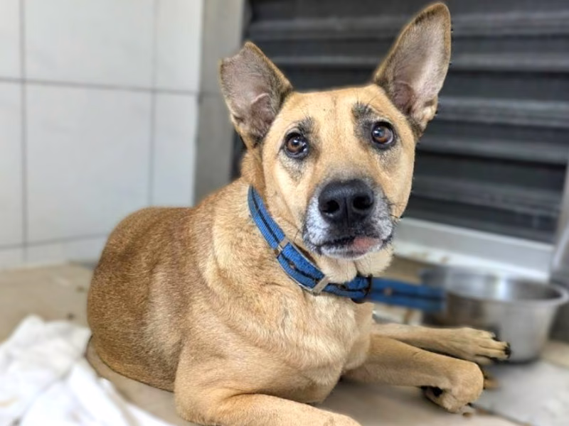 Tan adult female mixed-breed dog, Medium, shelter no. …5002