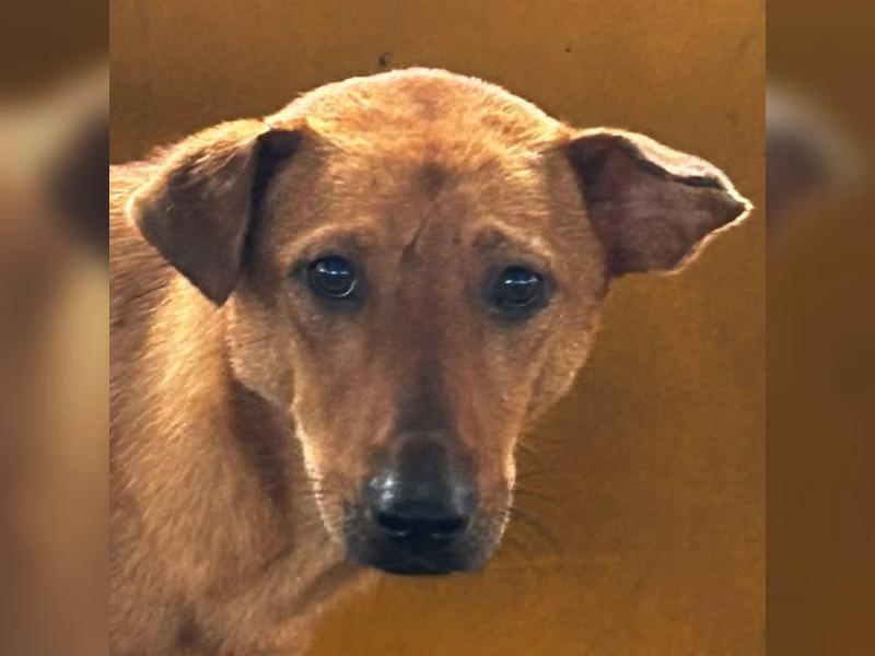 ミックス犬（オス・成犬・茶）、大型, 施設番号 …2008
