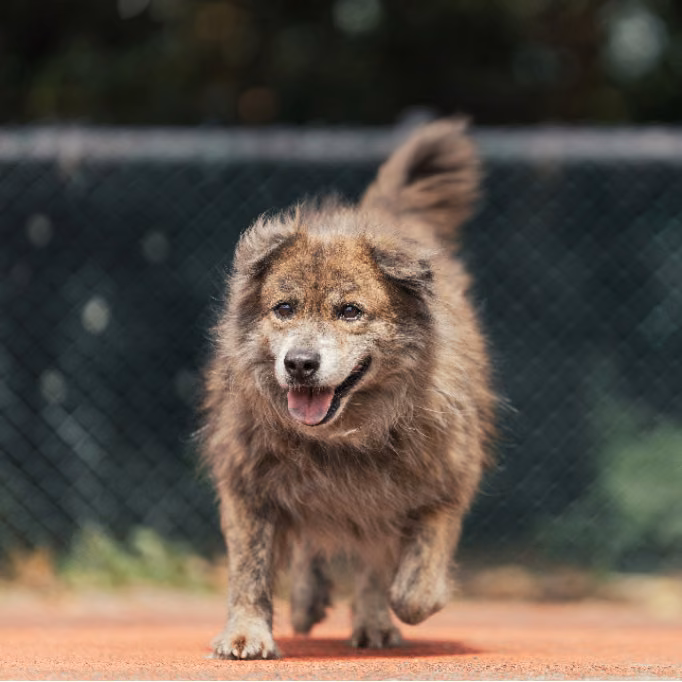Tabby adult male mixed-breed dog, Medium, shelter no. …2907