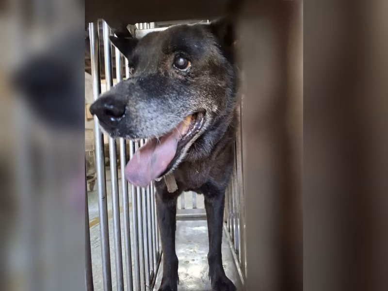Black adult male mixed-breed dog, Medium, shelter no. …2-06