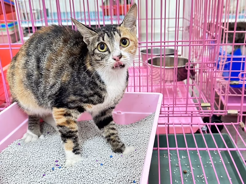 Calico adult female mixed-breed cat, Large, shelter no. …4005