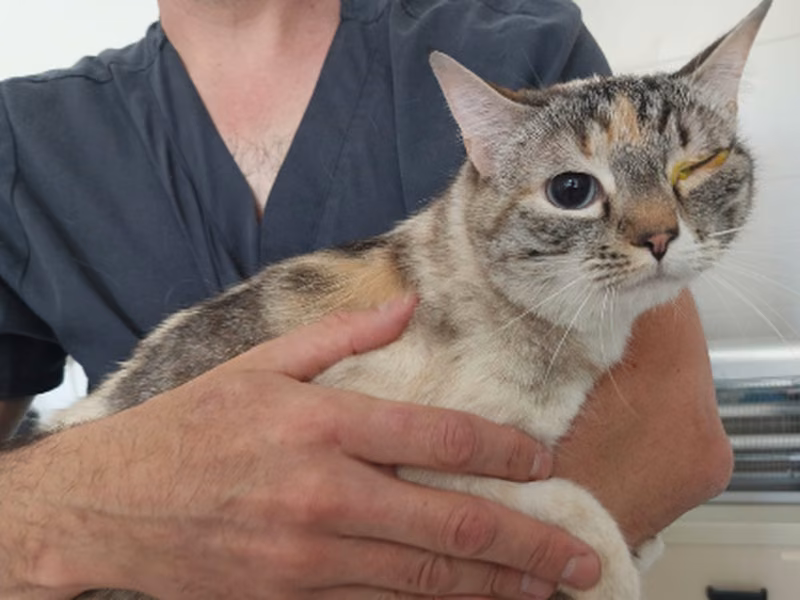 Luna, Adult · Female · European Shorthair