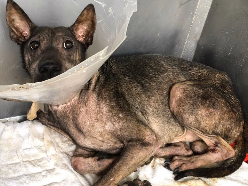 Black-and-brown adult male mixed-breed dog, Medium, shelter no. …2015