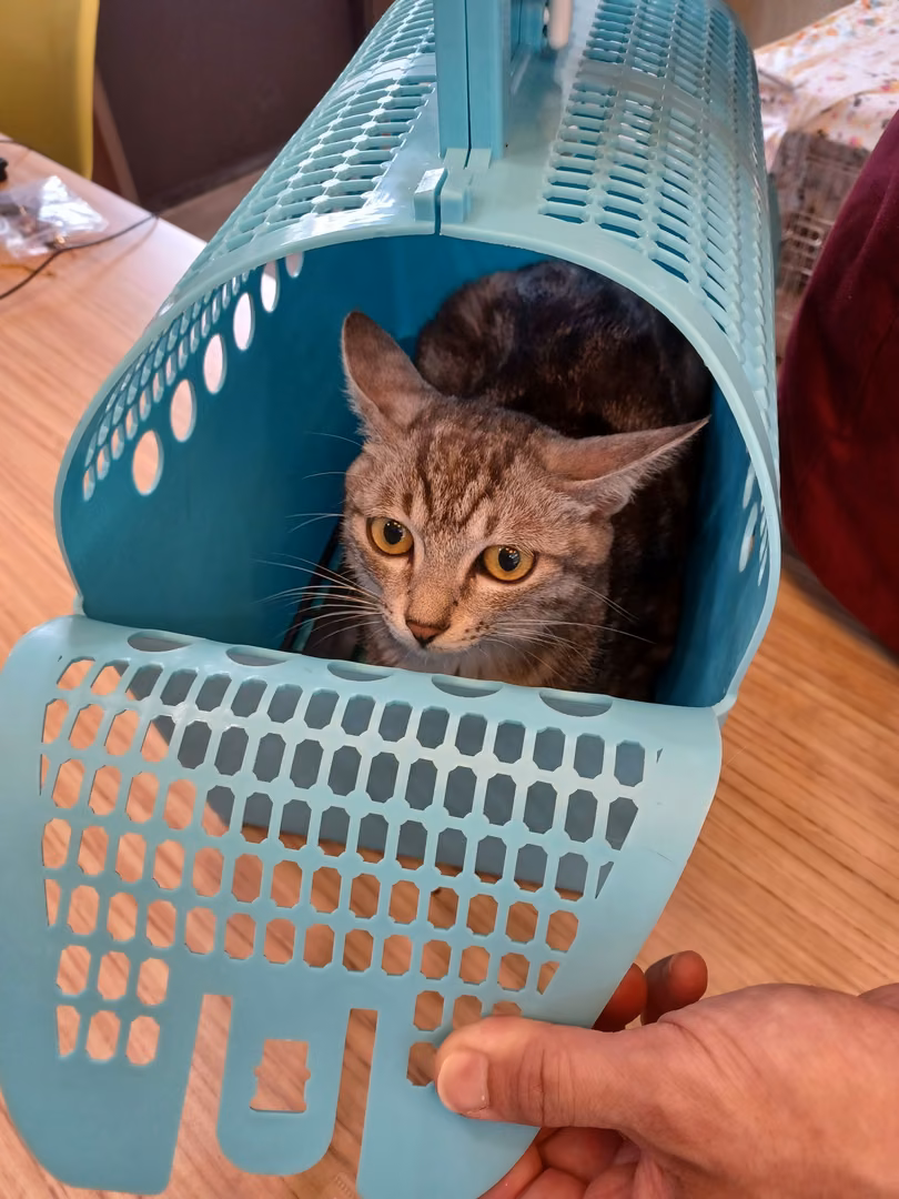 Tabby adult female mixed-breed cat, Medium, shelter no. …5002