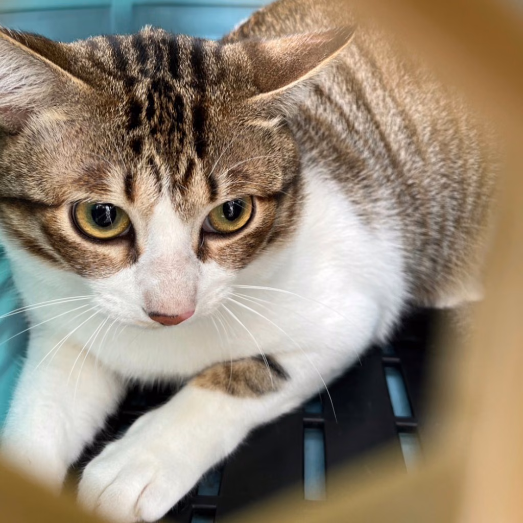 Tabby-and-white adult female mixed-breed cat, Medium, shelter no. …2001