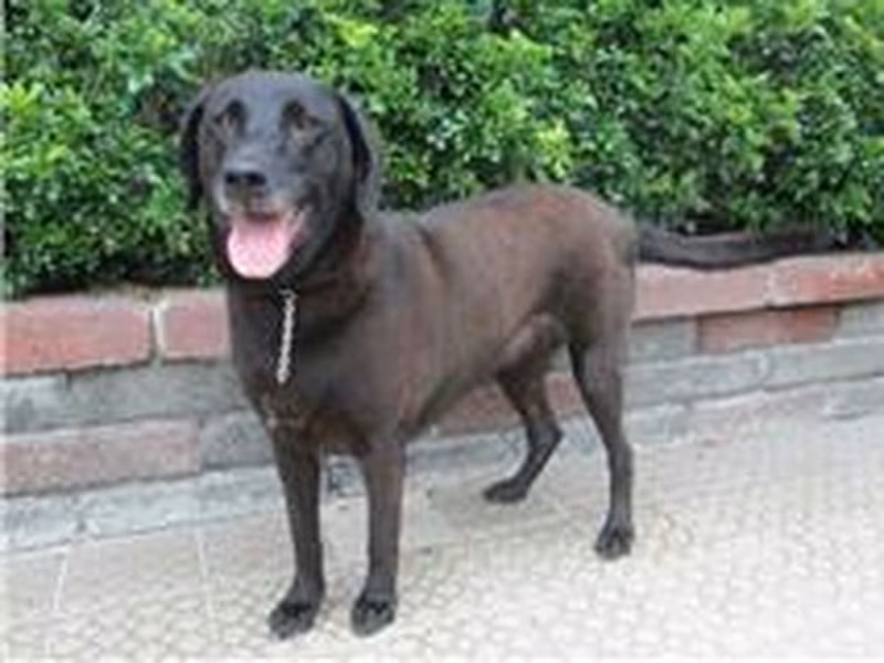 Black adult female mixed-breed dog, Large, shelter no. …0112