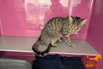 Brown tabby young female European Shorthair, shelter no. …4457