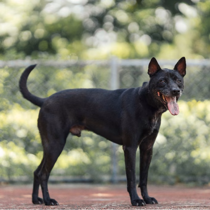 Black adult male mixed-breed dog, Medium, shelter no. …3107