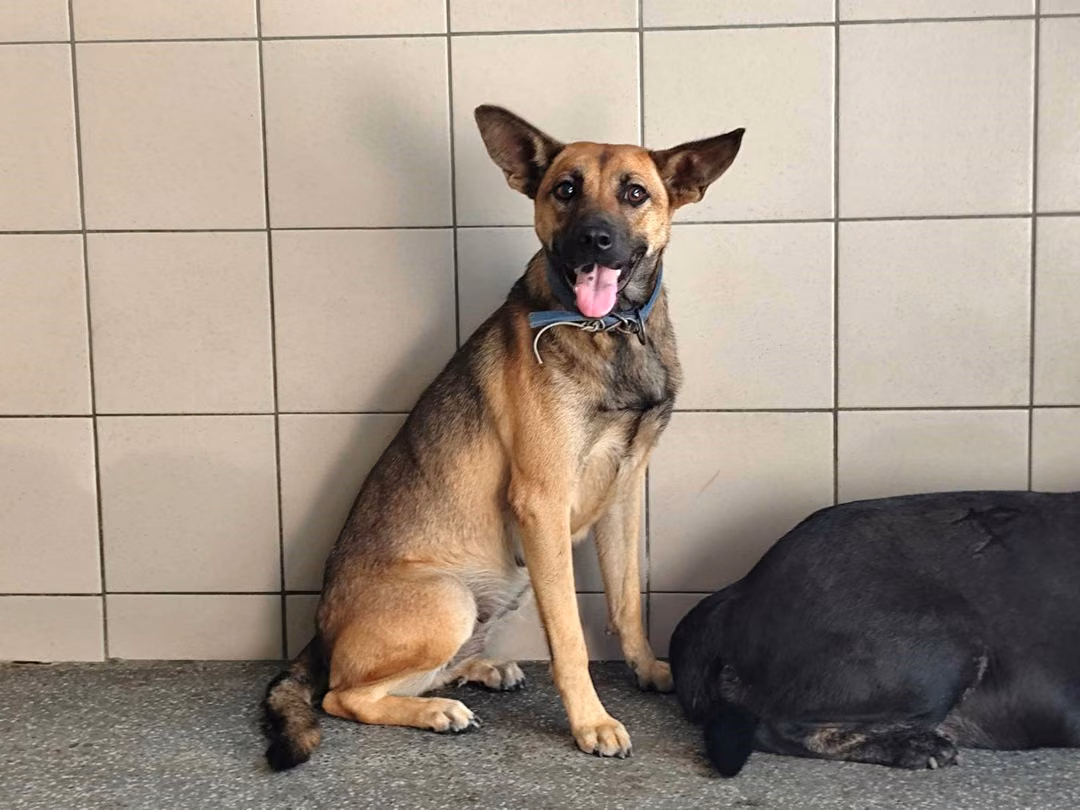 Tan adult female mixed-breed dog, Large, shelter no. …0901