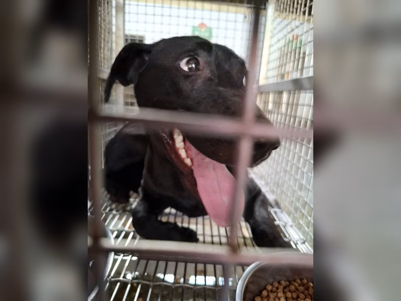 Black adult female mixed-breed dog, Medium, shelter no. …4-04